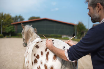 Ein Tierheilpraktiker steht an der Hinterseite eines Pferdes und behandelt es mit sanften Methoden.