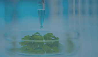 Eine Pipette gefüllt mit Flüssigkeit über einer Petrischale mit Pflanzenteilen.