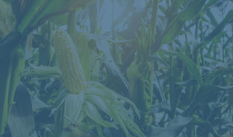 Maiskolben in der Sonne